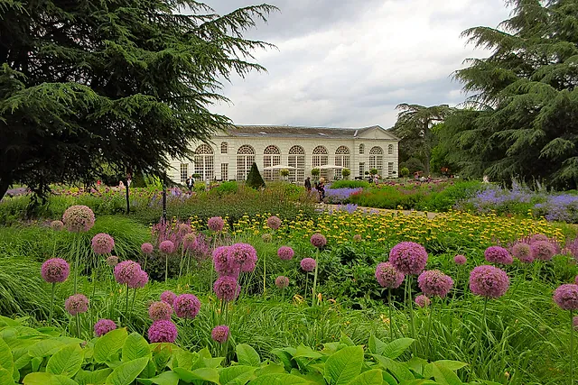 Purple alliums and yellow perennials in the Great Broad Walk Borders, with the white Orangery behind