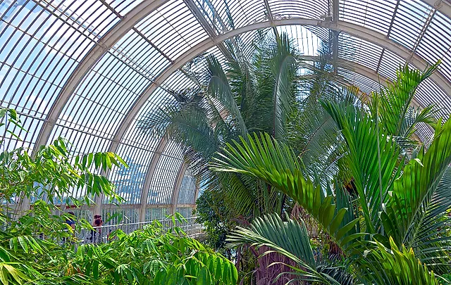 Tall palms rising inside the Palm House beneath the curved ribs of the glass roof