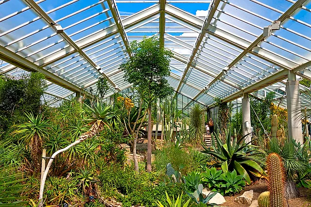 Cacti, agaves and succulents under the glass roof of the Princess of Wales Conservatory