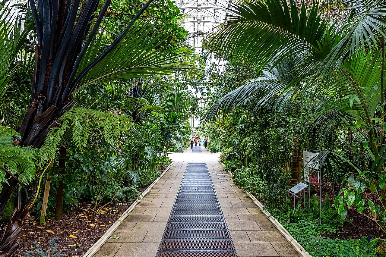 A paved path running between palms and tree ferns inside the Temperate House