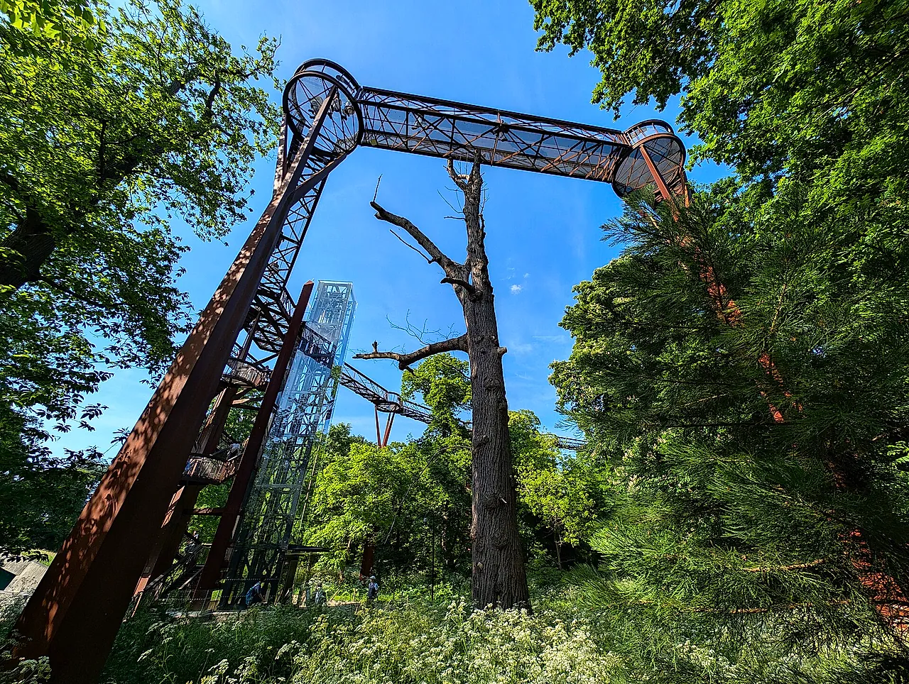 The rust-red steel supports and gantry of the Treetop Walkway rising among the trees